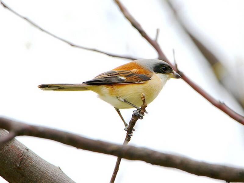 Burmese Shrike, Photos 2