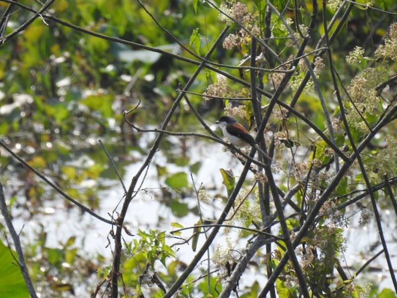 Burmese Shrike