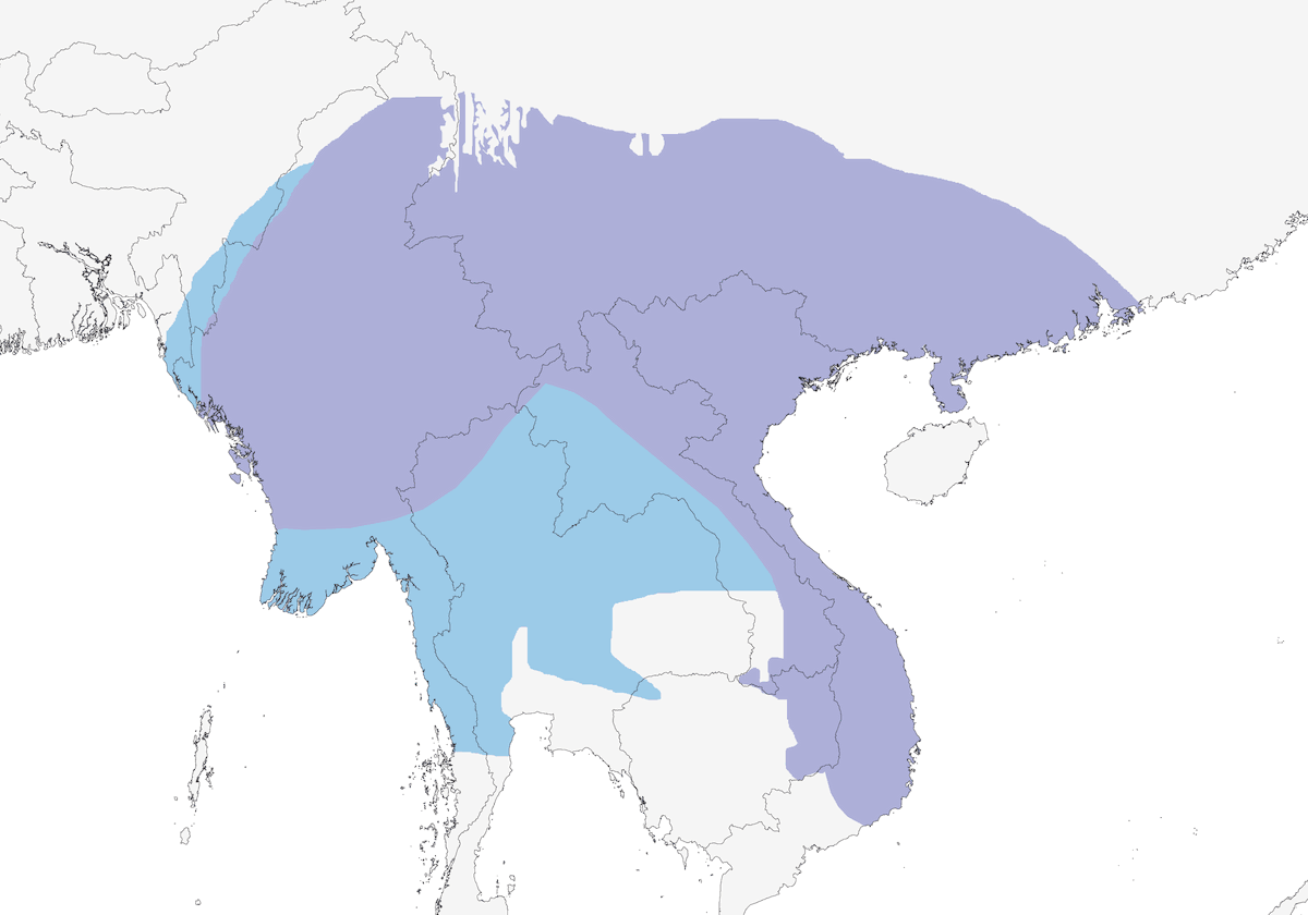 Burmese Shrike, Distribution 1