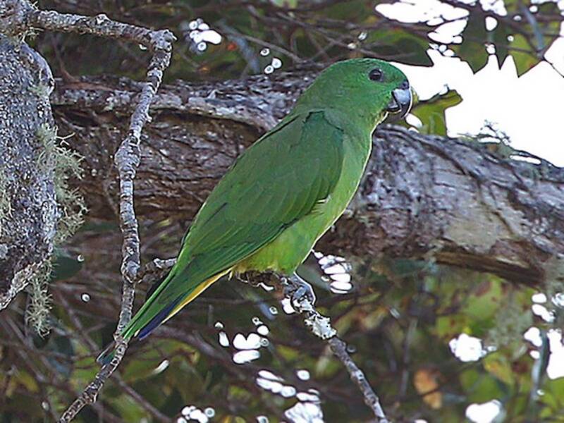 Buru Racquet-tail, 照片 2