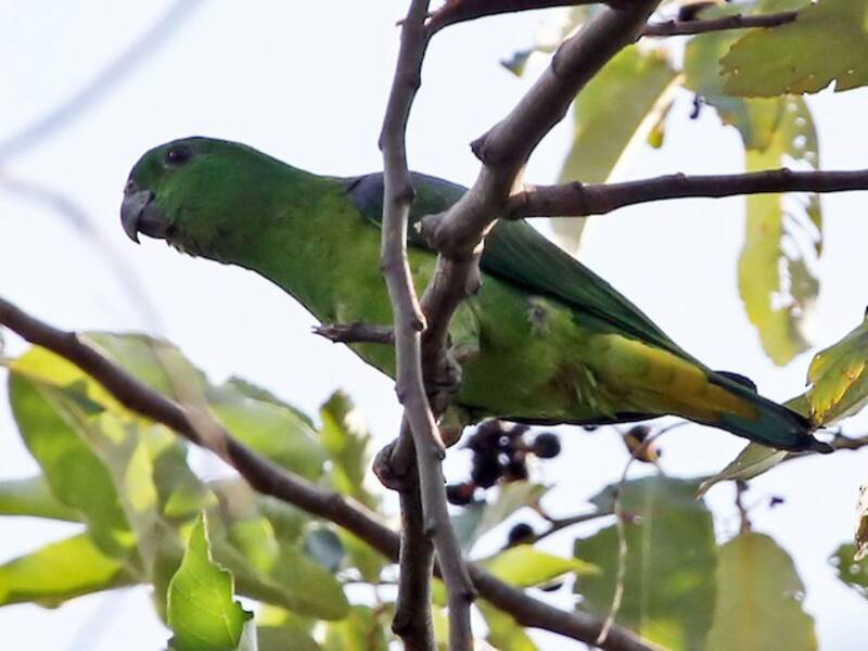 Buru Racquet-tail, 照片 3