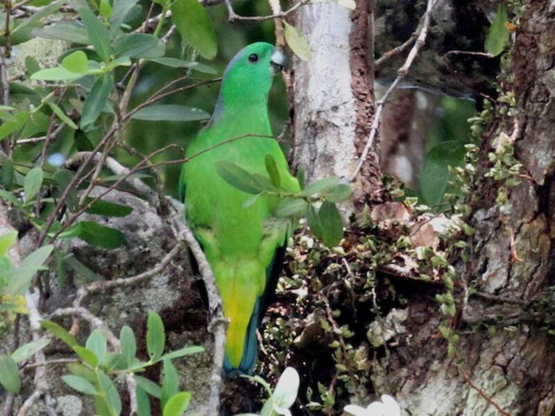 Buru Racquet-tail, 照片 4