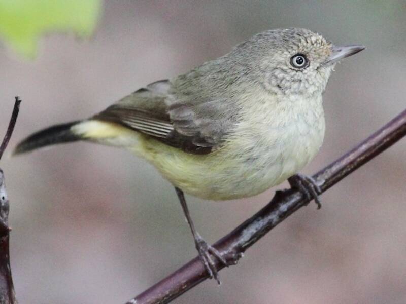 Acanthiza dal groppone fulvo, Foto 3