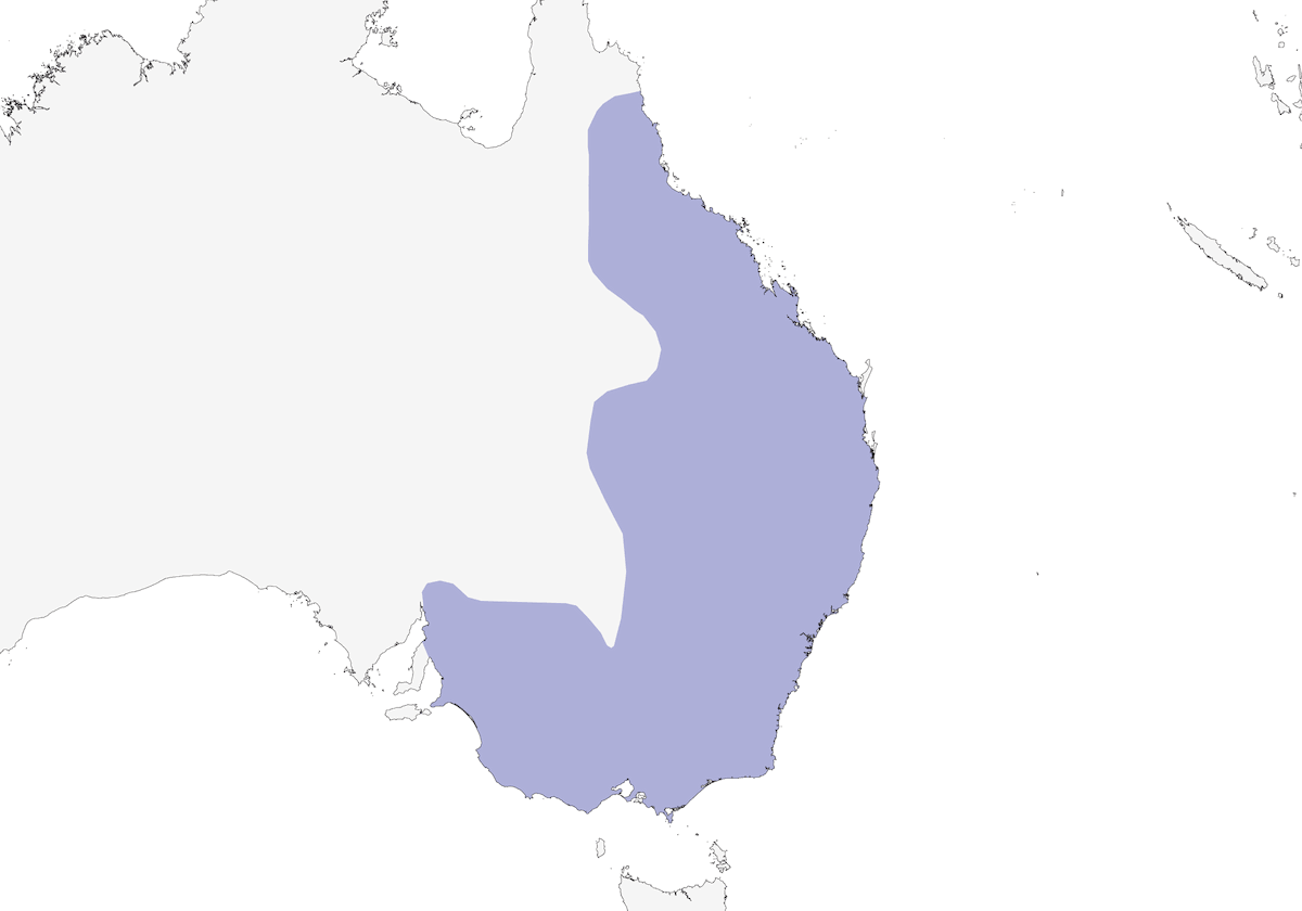 Acanthiza dal groppone fulvo, Distribuzione 1