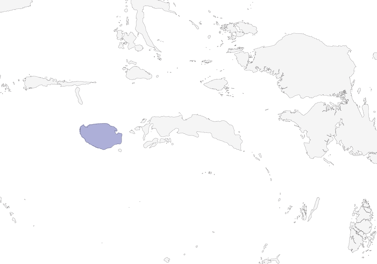 Tordo di Buru, Distribuzione 1