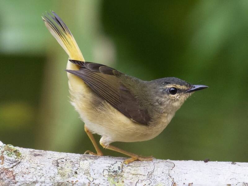 Buff-rumped Warbler, 照片 3