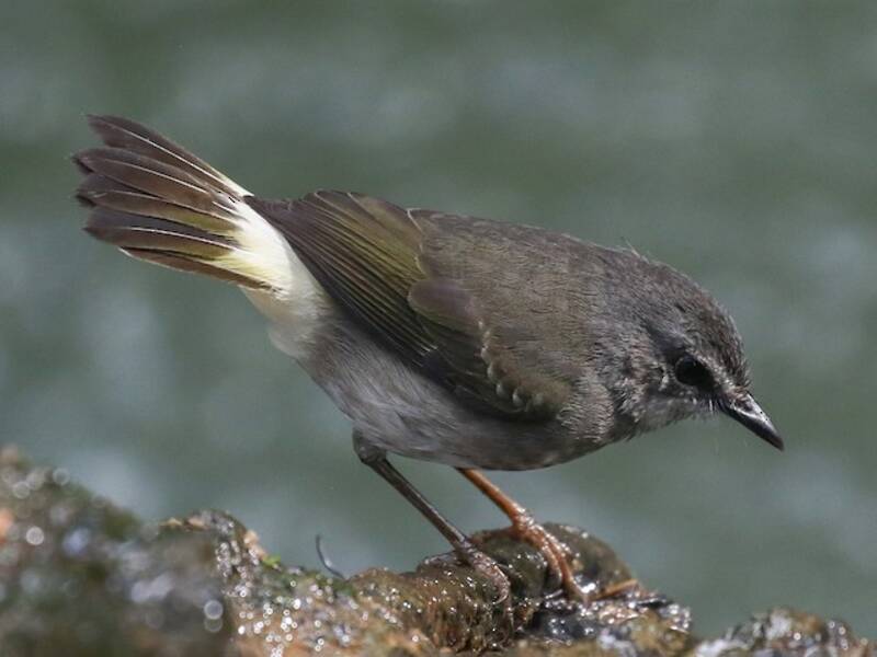 Buff-rumped Warbler, 照片 2