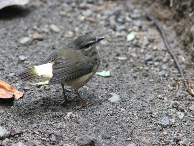 Buff-rumped Warbler, 照片 4