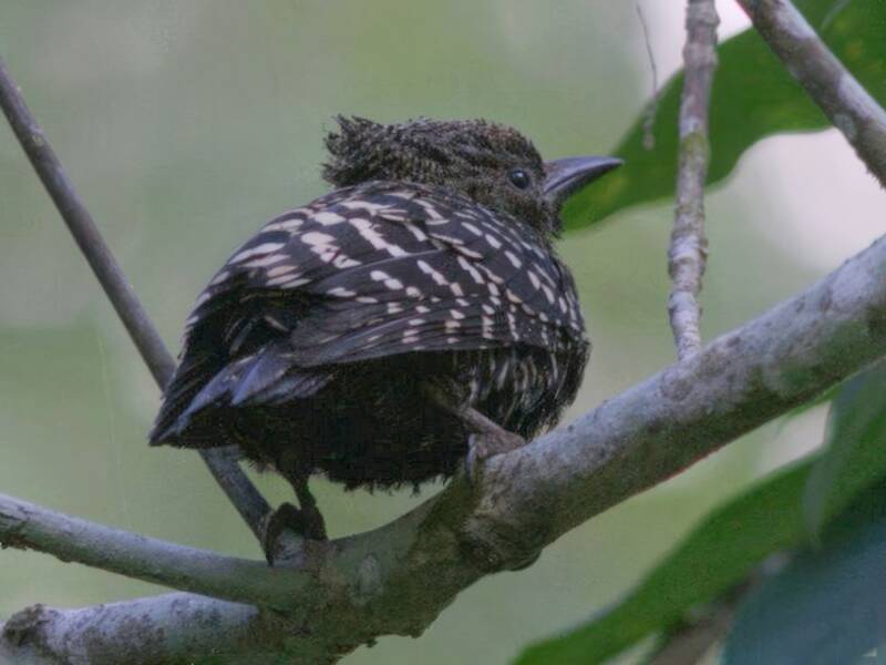 Carpintero Cebra, Fotos 3