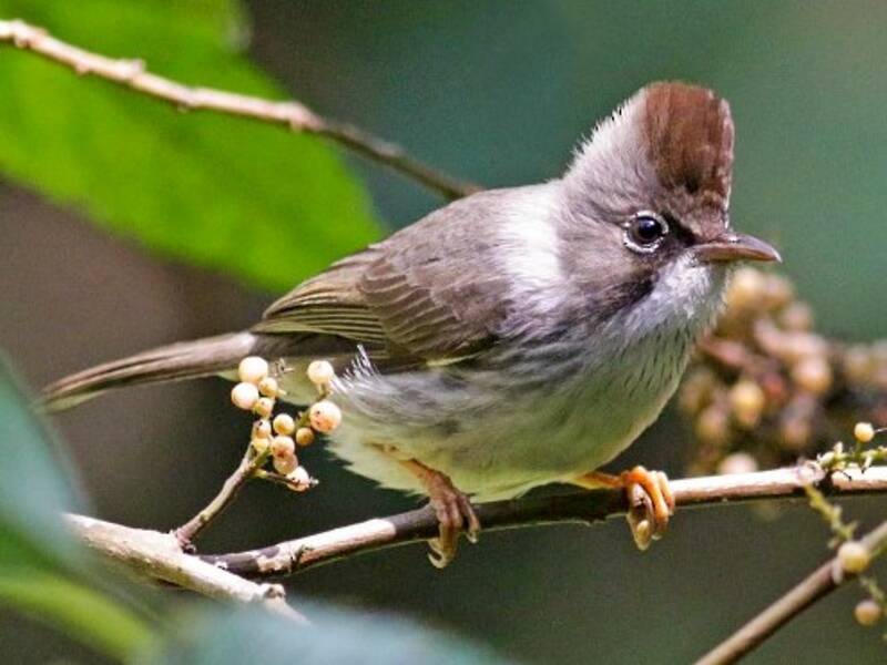 Burma-Yuhina, Fotos 3