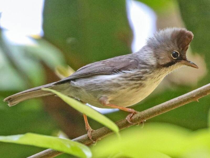 Burma-Yuhina, Fotos 2