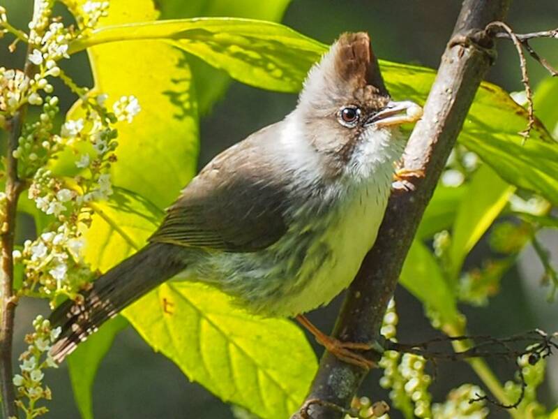 Burma-Yuhina