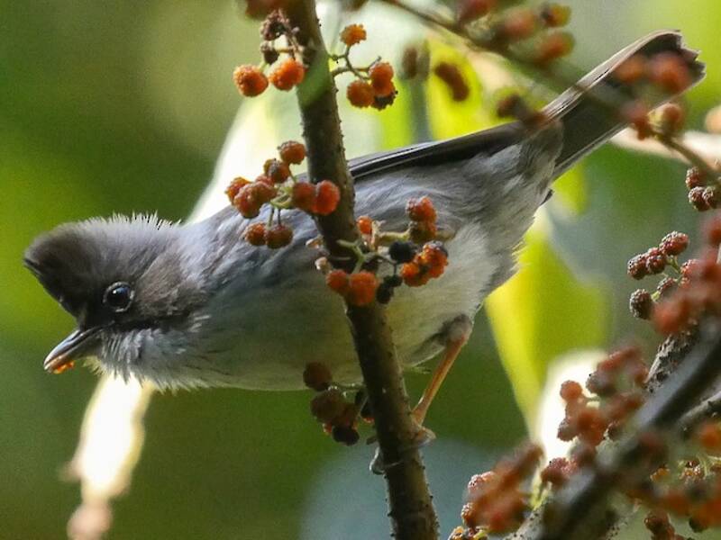Burma-Yuhina, Fotos 4