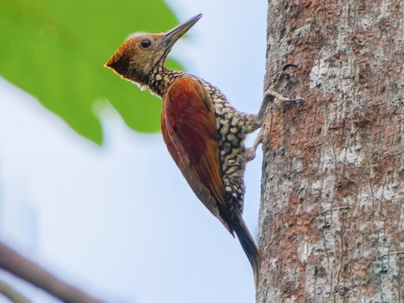 Buff-spotted Flameback, 照片 4