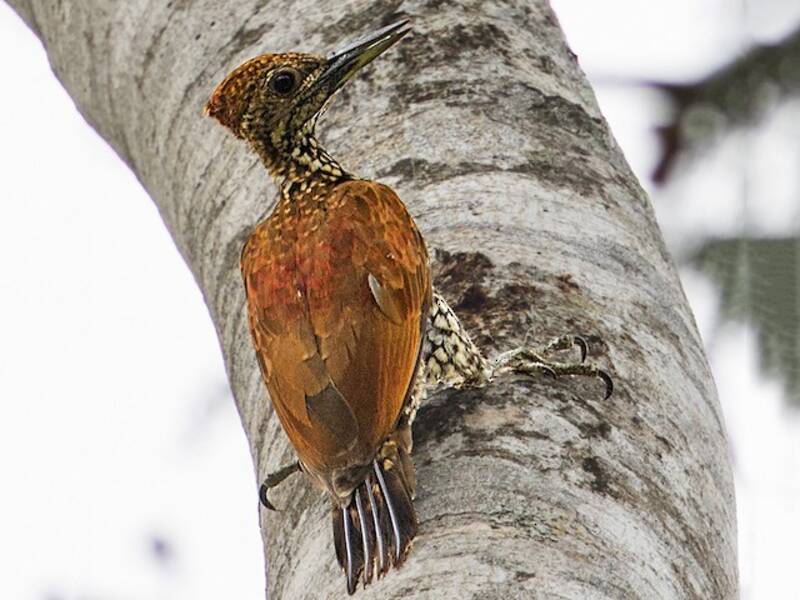 Buff-spotted Flameback, 照片 3