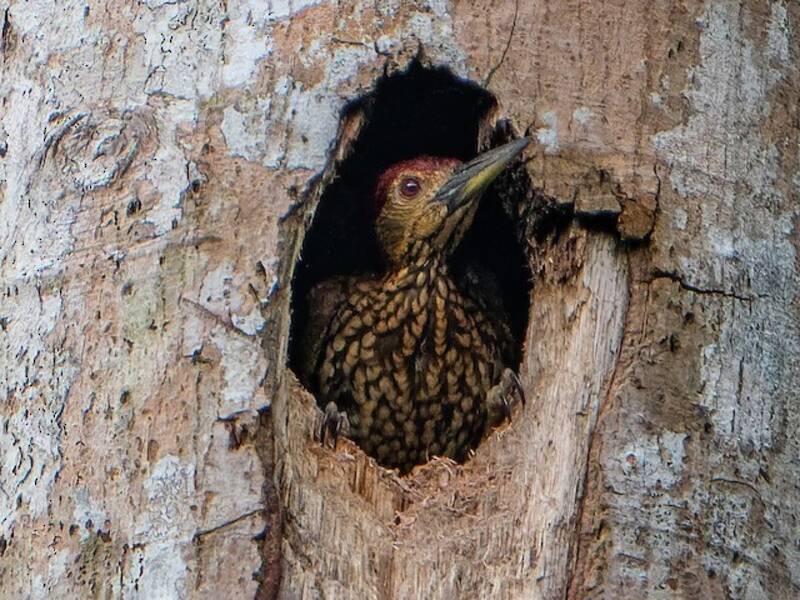Buff-spotted Flameback, 照片 2