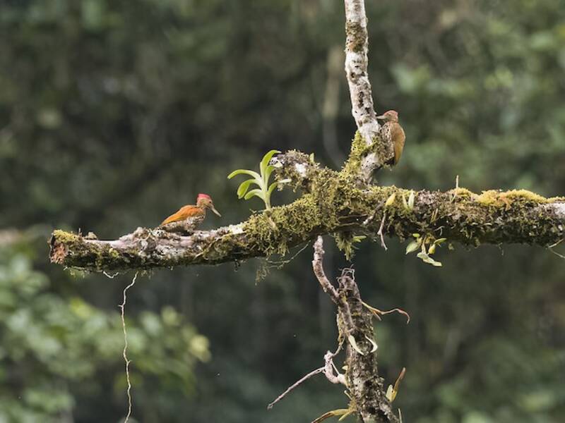Buff-spotted Flameback
