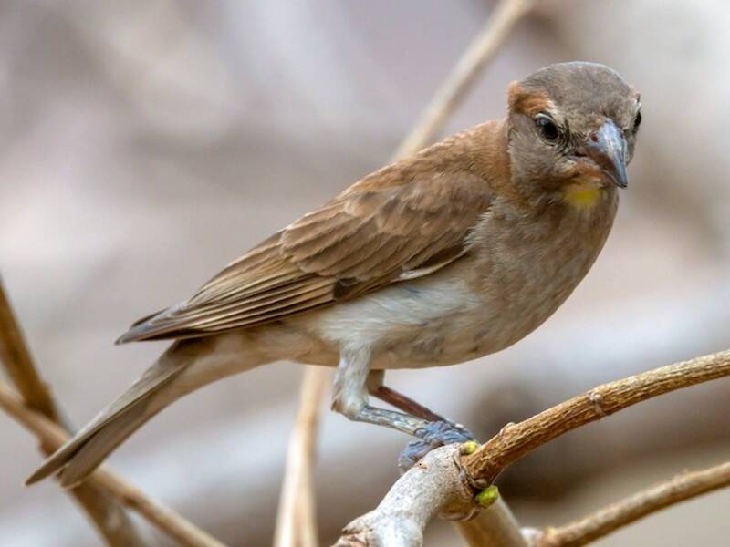 Sahel Bush Sparrow, 照片 3