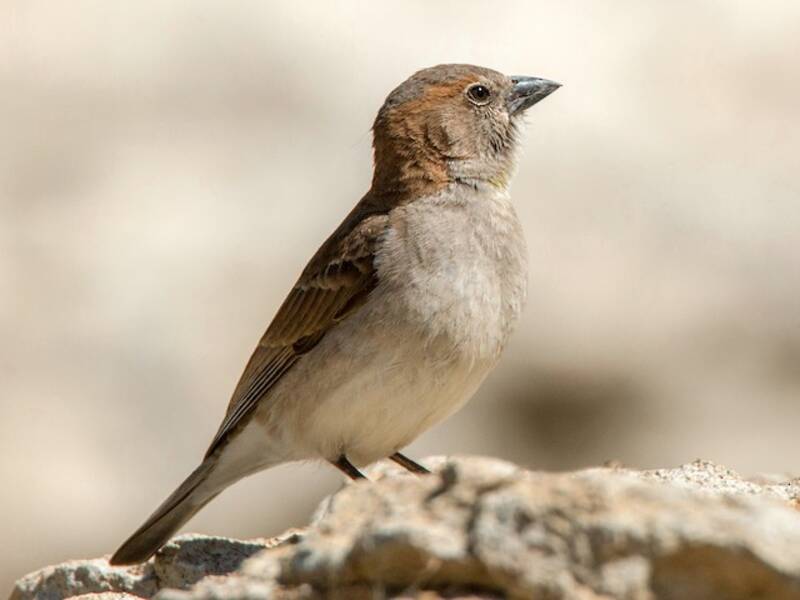 Sahel Bush Sparrow, 照片 4
