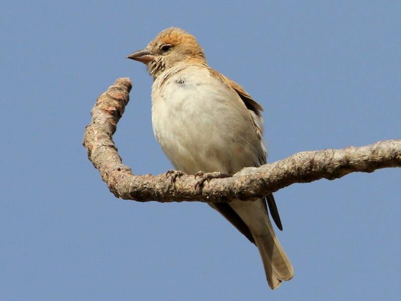 Sahel Bush Sparrow
