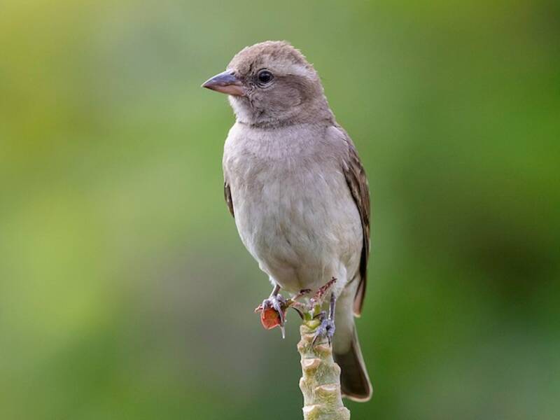 Sahel Bush Sparrow, 照片 2