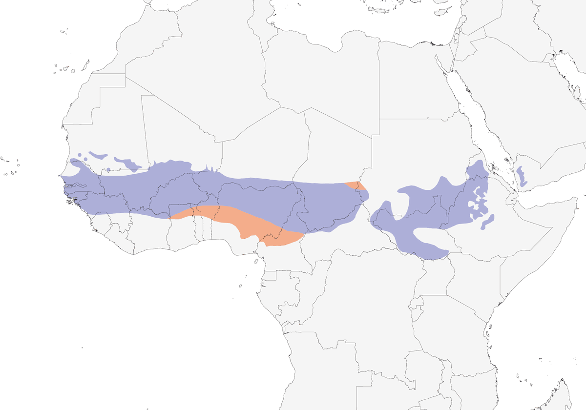 Sahel Bush Sparrow, 分布 1