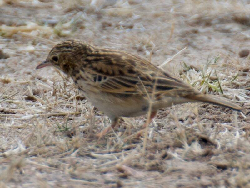 Bush Pipit, Photos 3