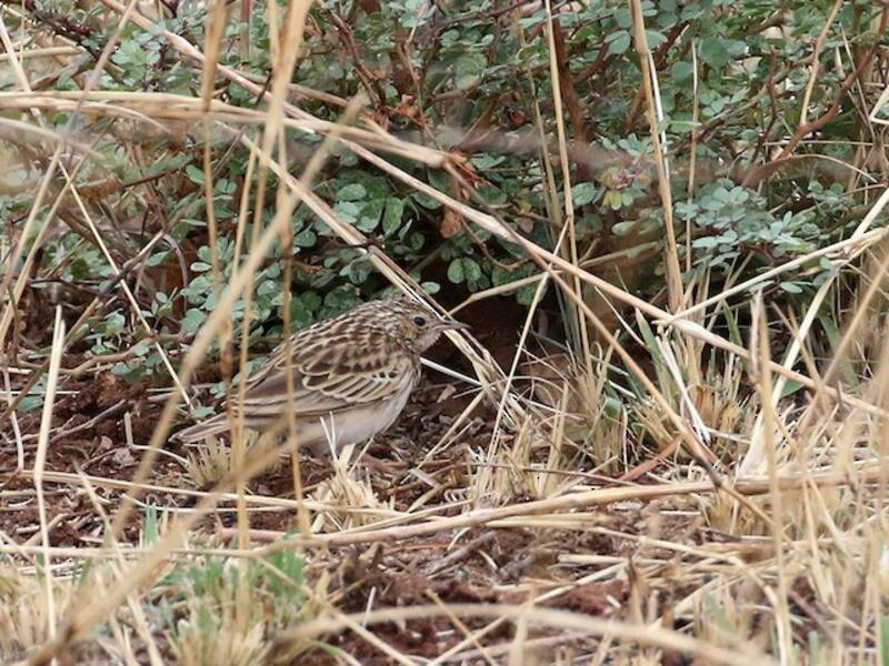 Bush Pipit, Photos 2