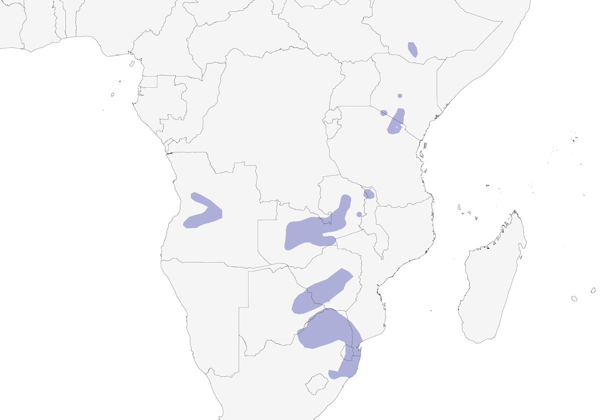 Bush Pipit, Distribution 1