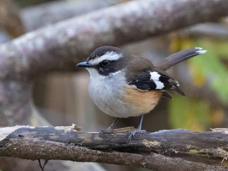 Buff-sided Robin (Poecilodryas cerviniventris)