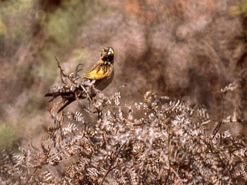 Buff-shouldered Widowbird