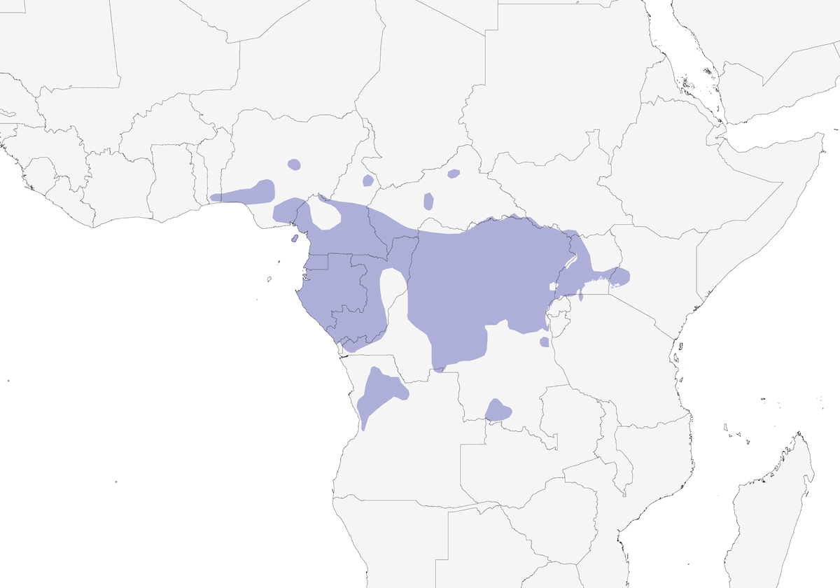 Apali gorgiclaro, Distribución 1