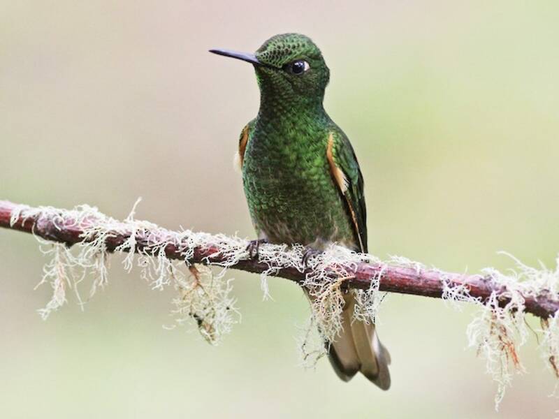 Buff-tailed Coronet, 照片 2