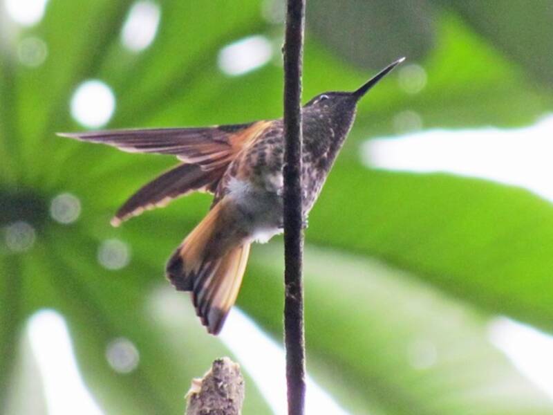 Buff-tailed Coronet, 照片 3