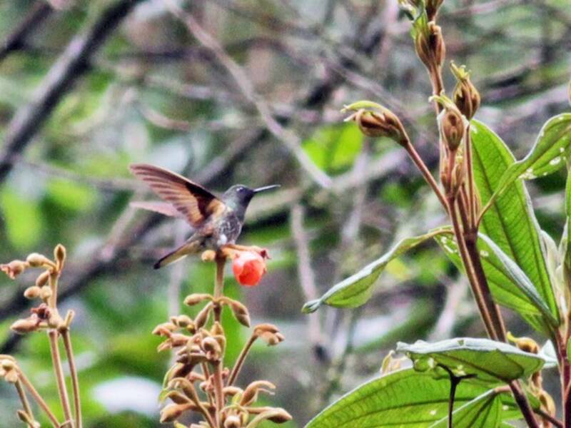 Buff-tailed Coronet, 照片 4
