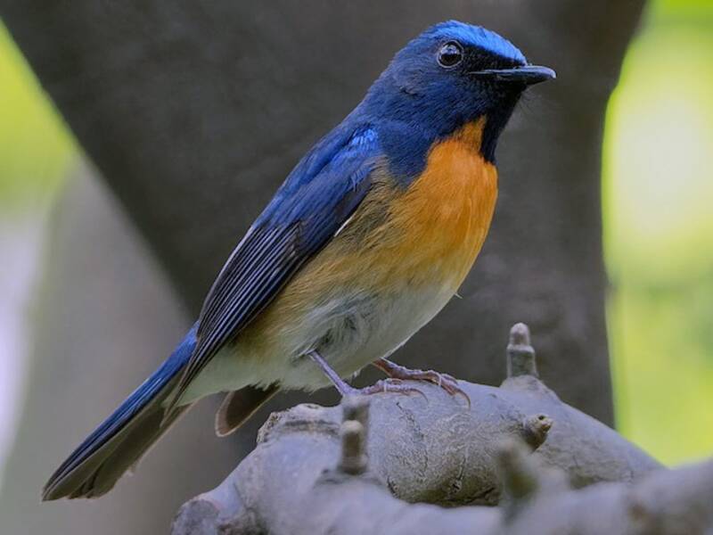 Chinese Blue Flycatcher