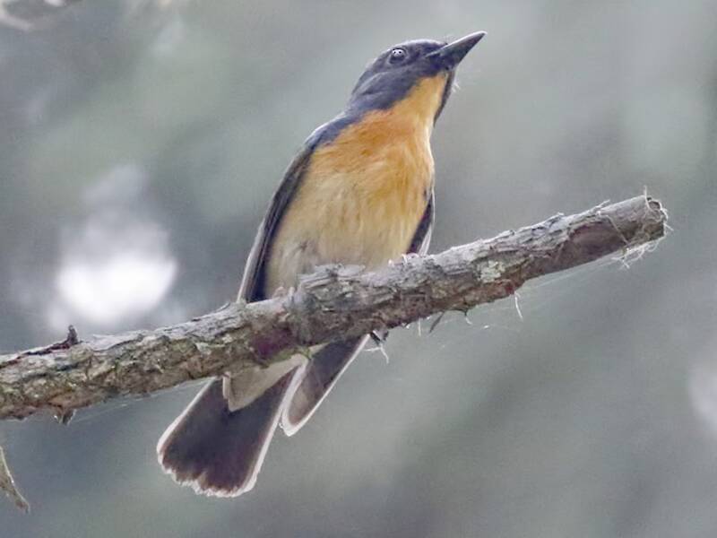 Chinese Blue Flycatcher, Photos 4