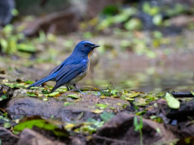 Chinese Blue Flycatcher, Photos 3