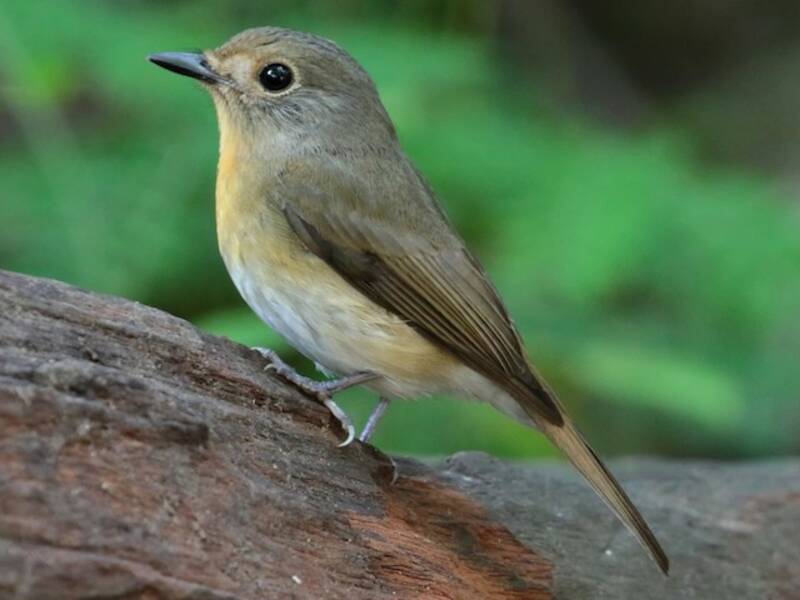 Chinese Blue Flycatcher, Photos 2