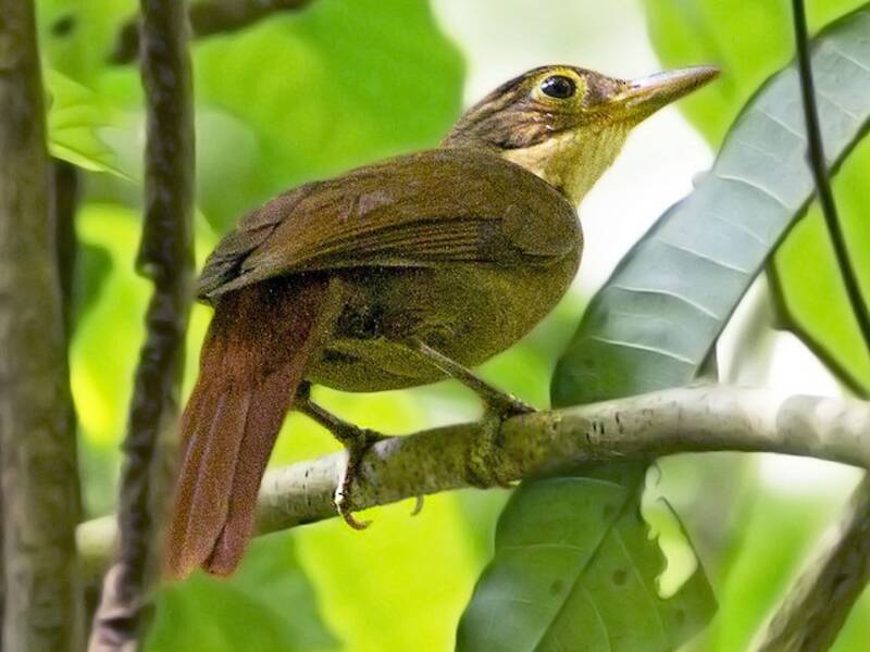 Chiriqui Foliage-gleaner