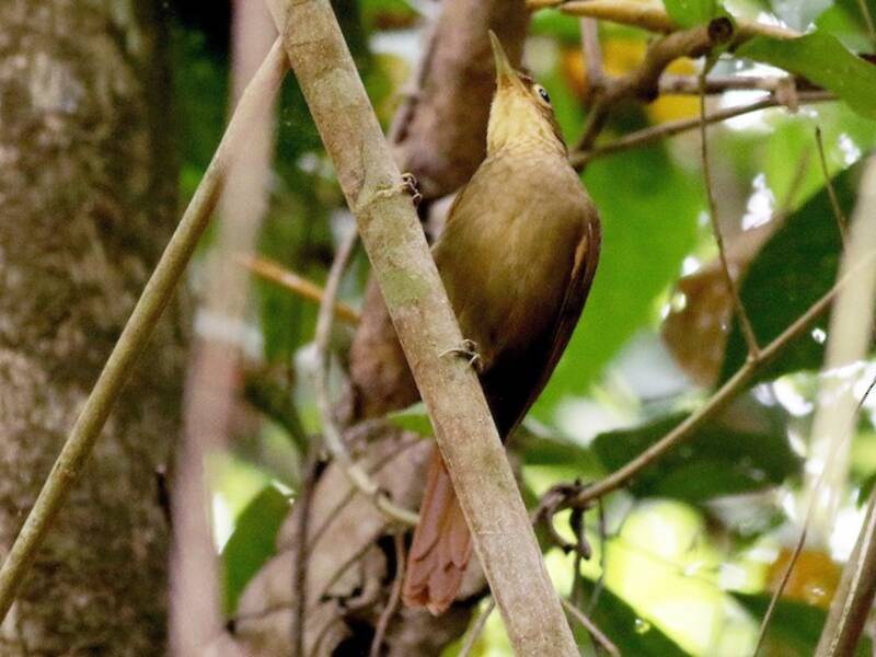 Chiriquí-Laubsammler, Fotos 3