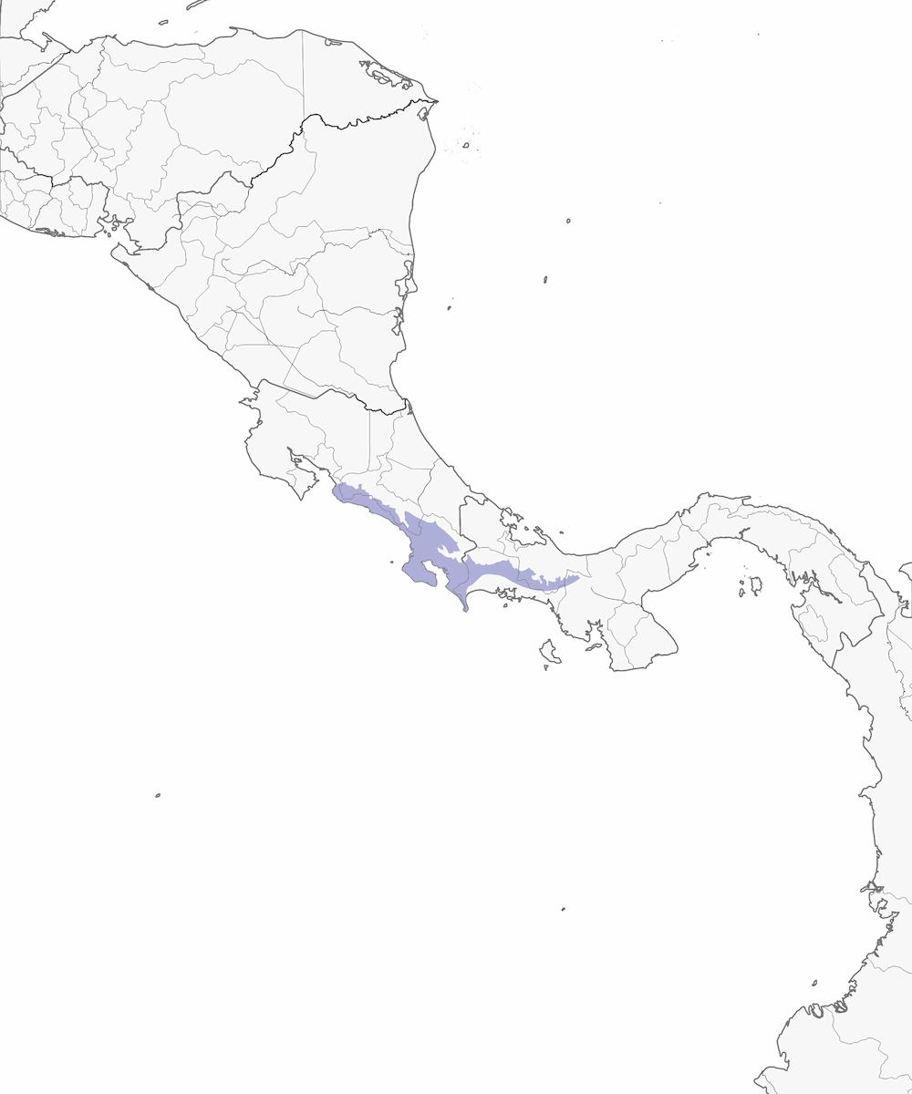 Chiriquí-Laubsammler, Verbreitung 1