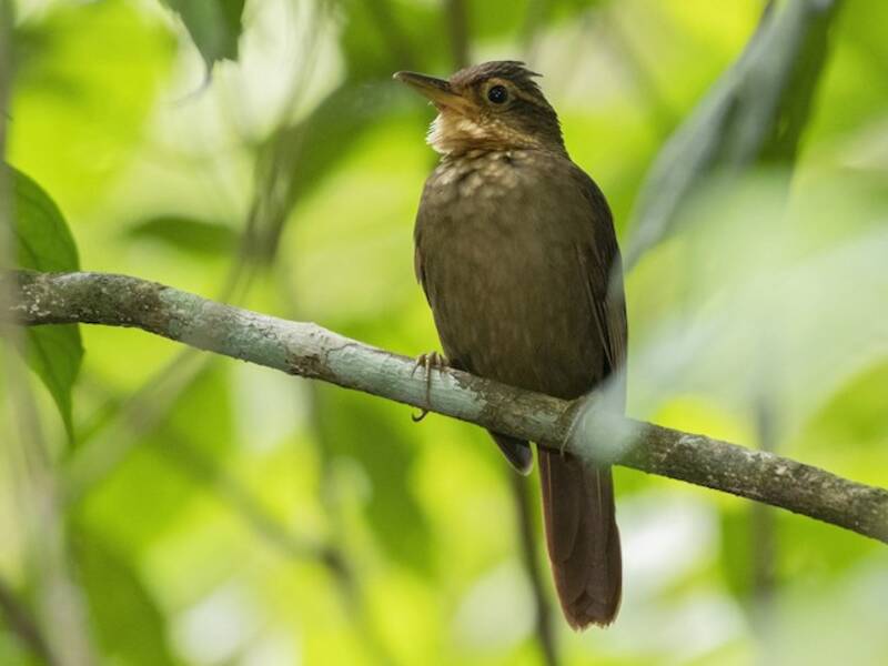 Fawn-throated Foliage-gleaner (Automolus cervinigularis)