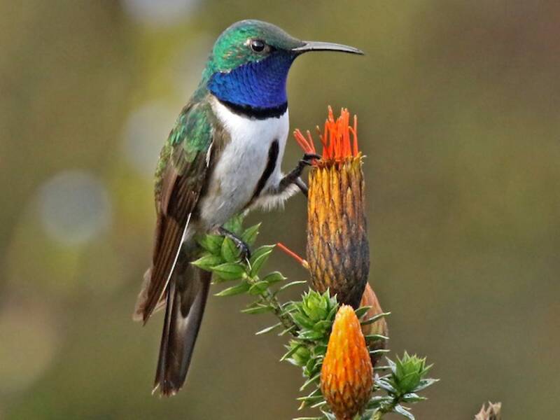Estrella Gorgiazul, Fotos 2
