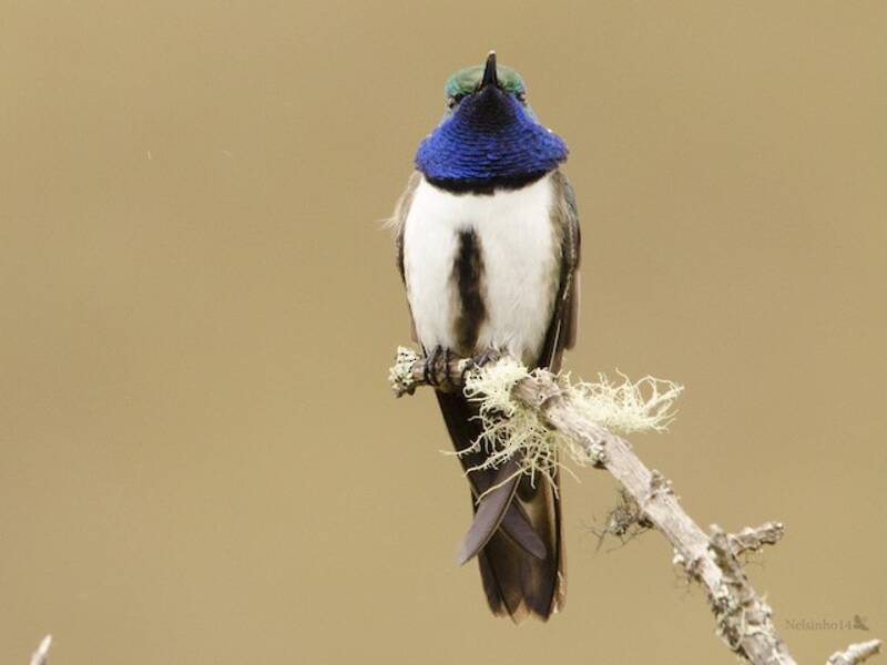 Blaukehl-Andenkolibri