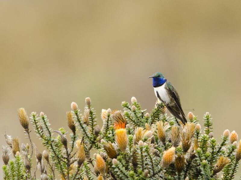 Estrella Gorgiazul, Fotos 4