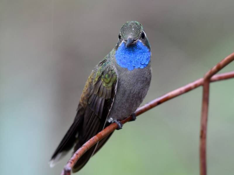 Colibrì gemma golablu, Foto 4