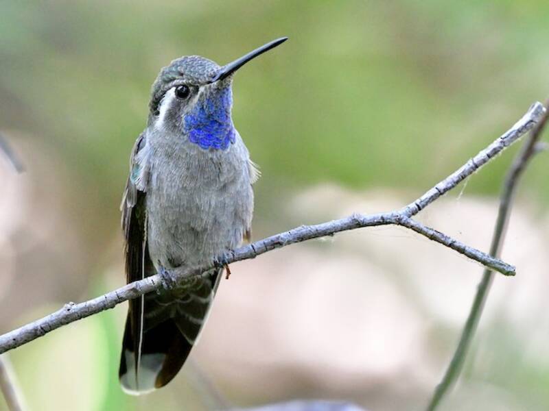 Colibrì gemma golablu, Foto 2