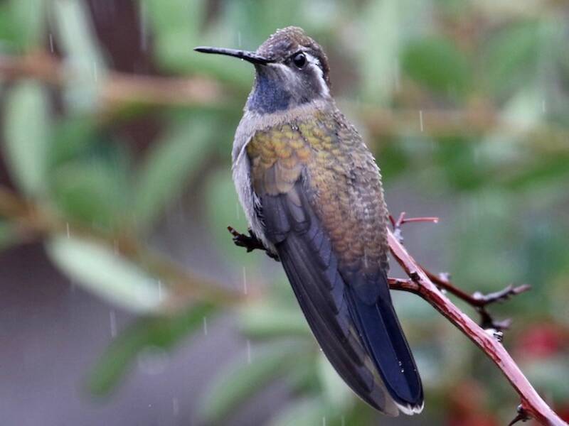 Blue-throated Mountain-gem (Lampornis clemenciae)