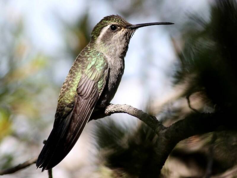 Colibrì gemma golablu, Foto 3